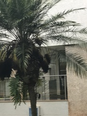 Megarynchus pitangua