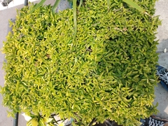 Magnoliopsida
