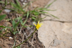 Cichorieae