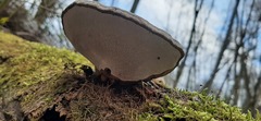 Ganoderma applanatum