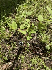 Neviusia alabamensis