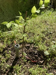 Neviusia alabamensis