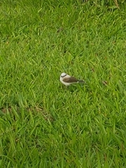 Fluvicola nengeta