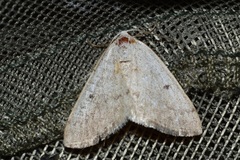 Lomographa glomeraria