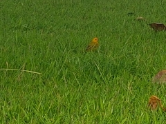 Sicalis flaveola