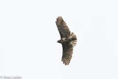 Buteo brachypterus