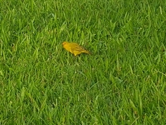 Sicalis flaveola