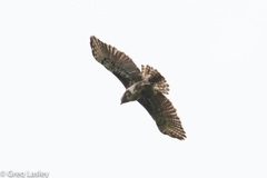Buteo brachypterus