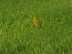 Sicalis flaveola