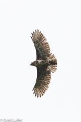 Buteo brachypterus