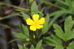 Ranunculus hispidus caricetorum