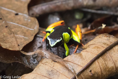 Mantella baroni