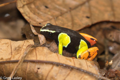 Mantella baroni