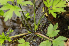 Ranunculus hispidus caricetorum