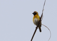 Pachyphantes superciliosus