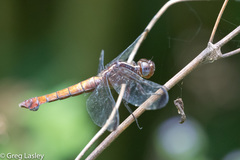 Thermorthemis madagascariensis
