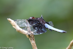 Thermorthemis madagascariensis