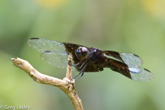 Thermorthemis madagascariensis