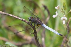 Orthetrum azureum