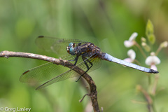 Orthetrum azureum