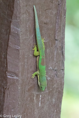 Phelsuma lineata