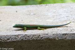 Phelsuma lineata