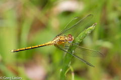 Orthetrum abbotti