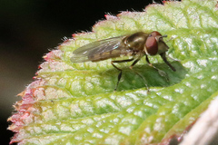 Platycheirus manicatus