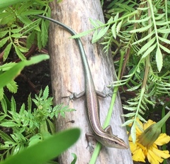 Emoia cyanura