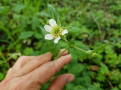 Geum canadense texanum