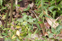 Zonosaurus madagascariensis