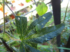Chinavia herbida