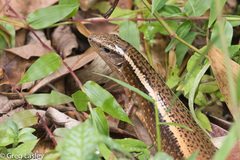 Zonosaurus madagascariensis
