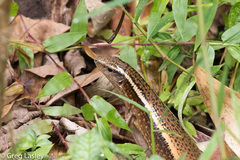 Zonosaurus madagascariensis