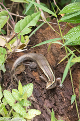 Zonosaurus madagascariensis