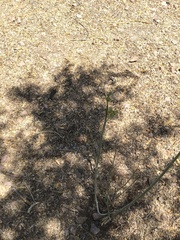 Asclepias subulata