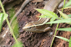 Zonosaurus madagascariensis