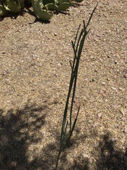 Asclepias subulata