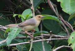 Cisticola erythrops