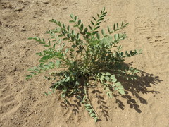 Astragalus crotalariae