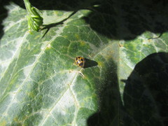 Epilachna paenulata