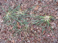 Yucca arkansana