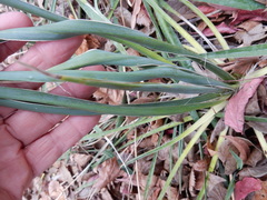 Yucca arkansana