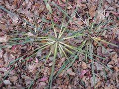 Yucca arkansana