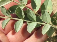 Astragalus crotalariae