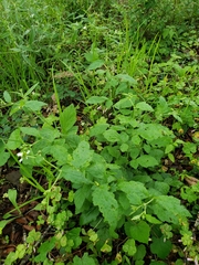 Geum canadense texanum