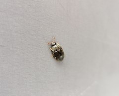 Epuraea melanocephala