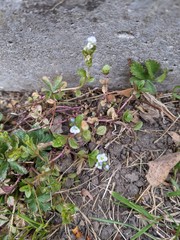 Veronica serpyllifolia
