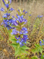 Gentiana spathacea