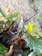 Sceloporus variabilis olloporus